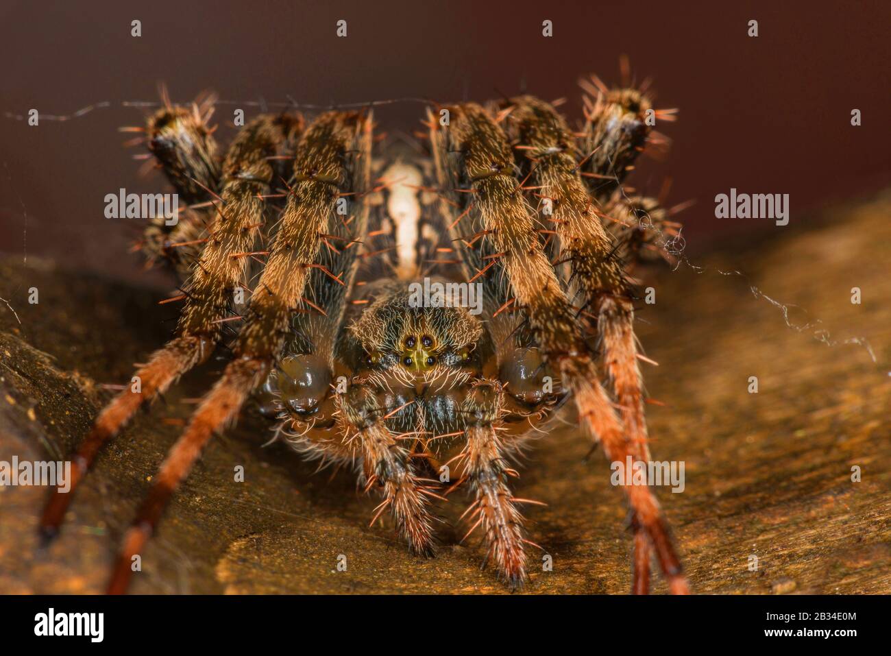 cross orbweaver, European garden spider, cross spider (Araneus diadematus), frontal view, Germany Stock Photo