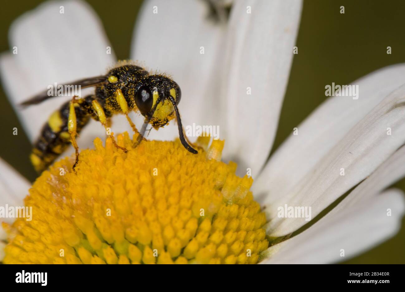 Ornate Tailed Digger Wasp (Cerceris rybyensis), sitting on daisy, Leucanthemum vulgare, Germany Stock Photo