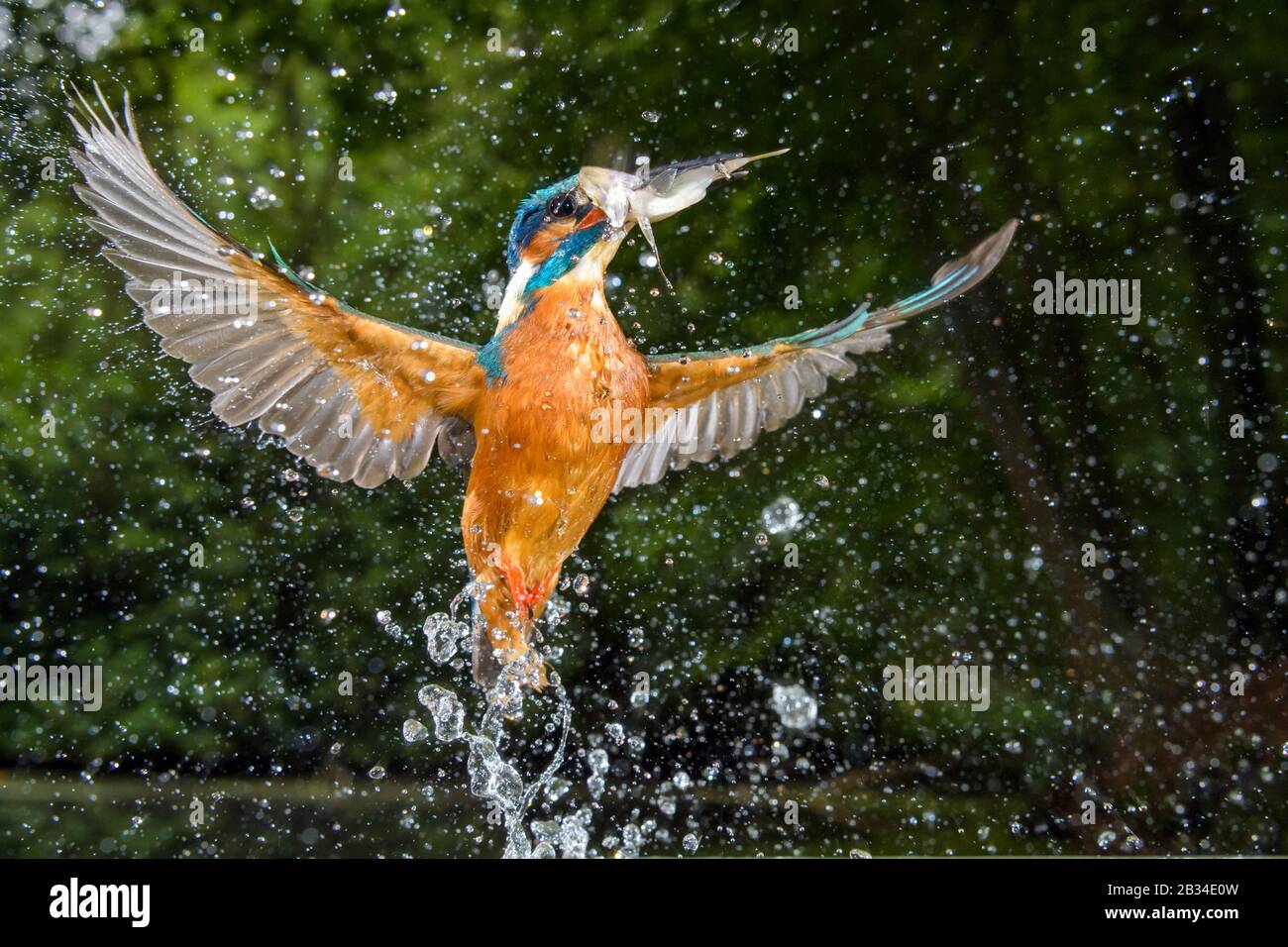 river kingfisher (Alcedo atthis), hunting, leaving the water with prey in the bill, Netherlands, Naarden Stock Photo