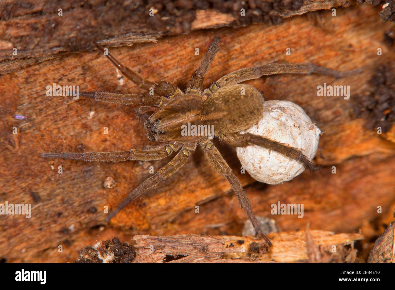 wolf spider (Trochosa ruricola), with cocoon, Germany Stock Photo