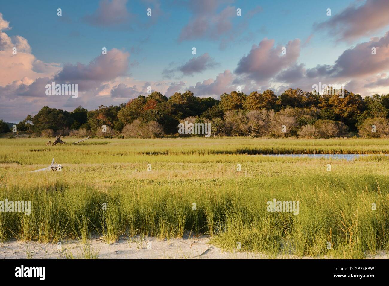 Wetland marsh grasses trees hi-res stock photography and images - Alamy