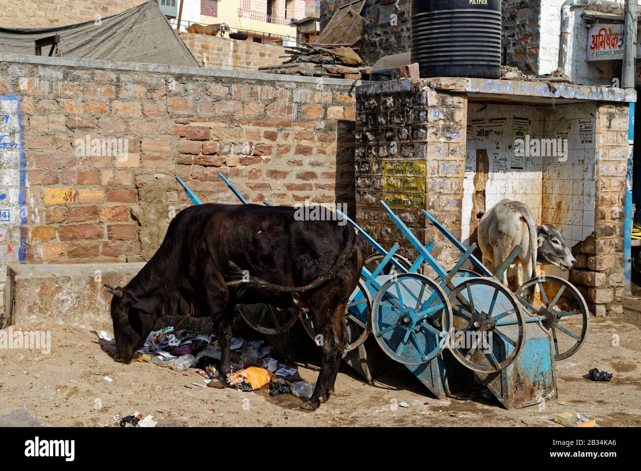 Jodhpur, Rajasthan, india. 19th Jan, 2014. Cow on the streets of