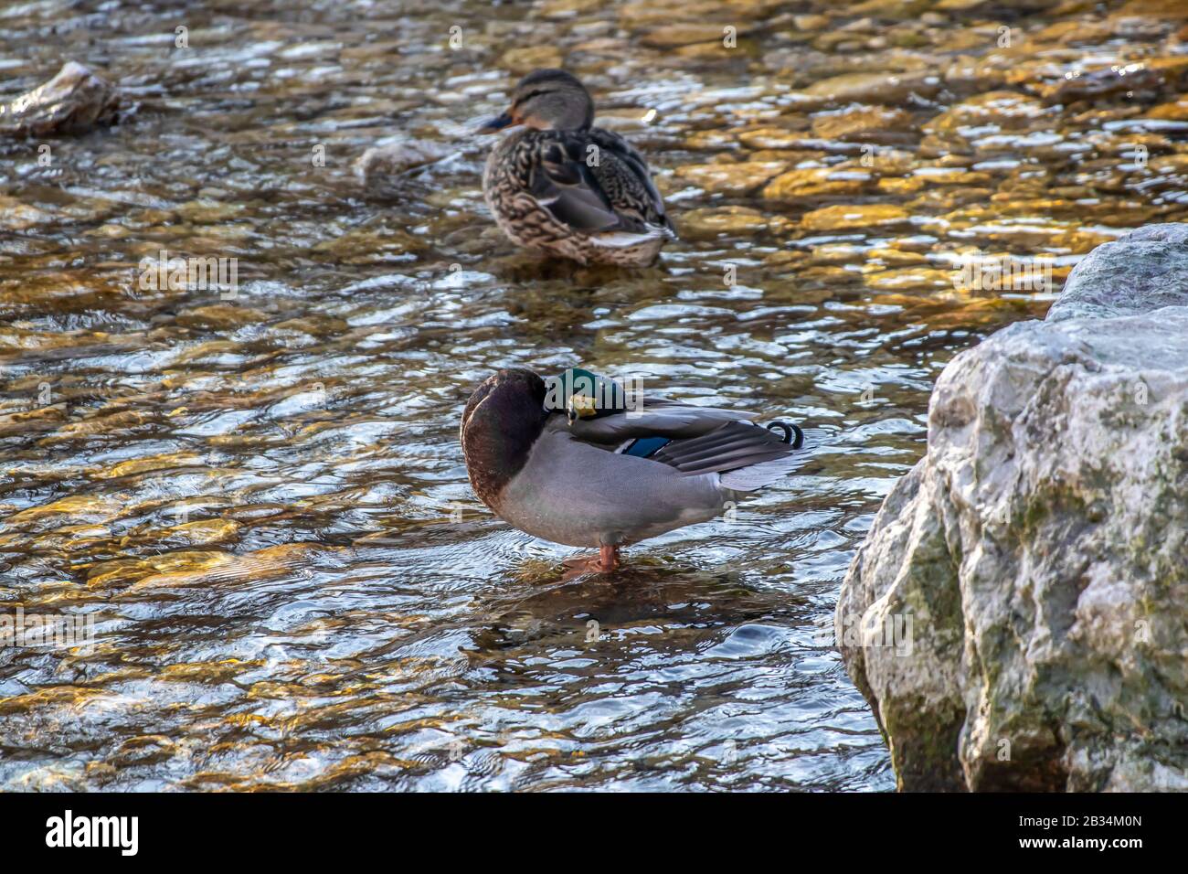 Two ducks in a shallow water Stock Photo Alamy