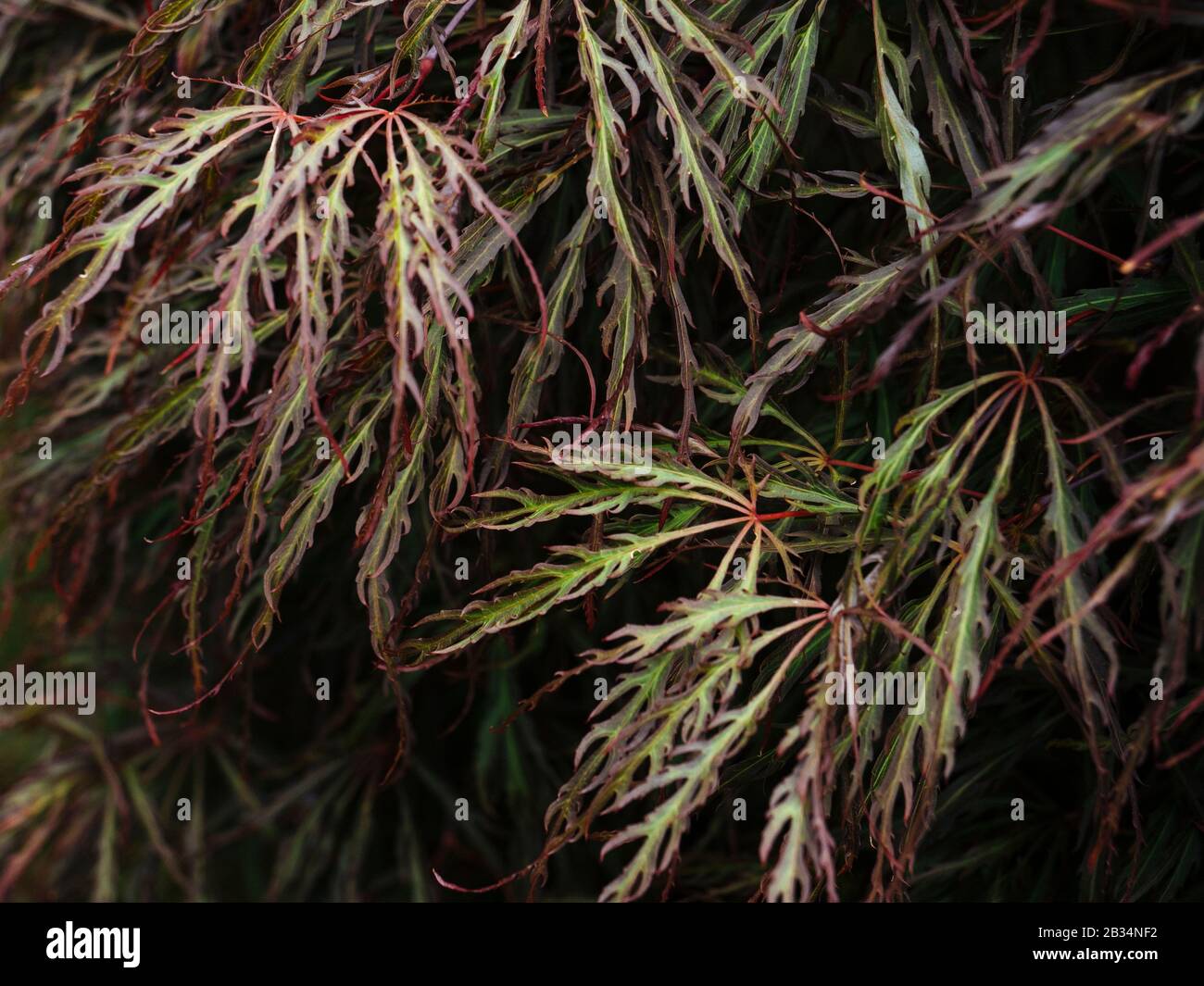 Close up of red and green toned leaves on Acer palmatum dissectum (weeping Japanese maple) tree Stock Photo