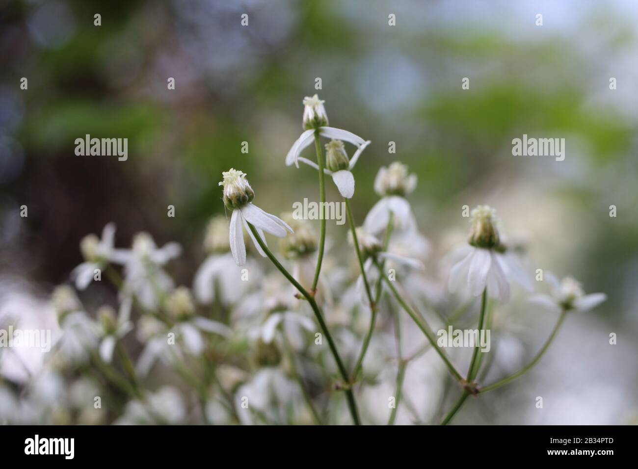 Selective focus closeup shot of white Clematis recta flowers with blurry green background Stock Photo