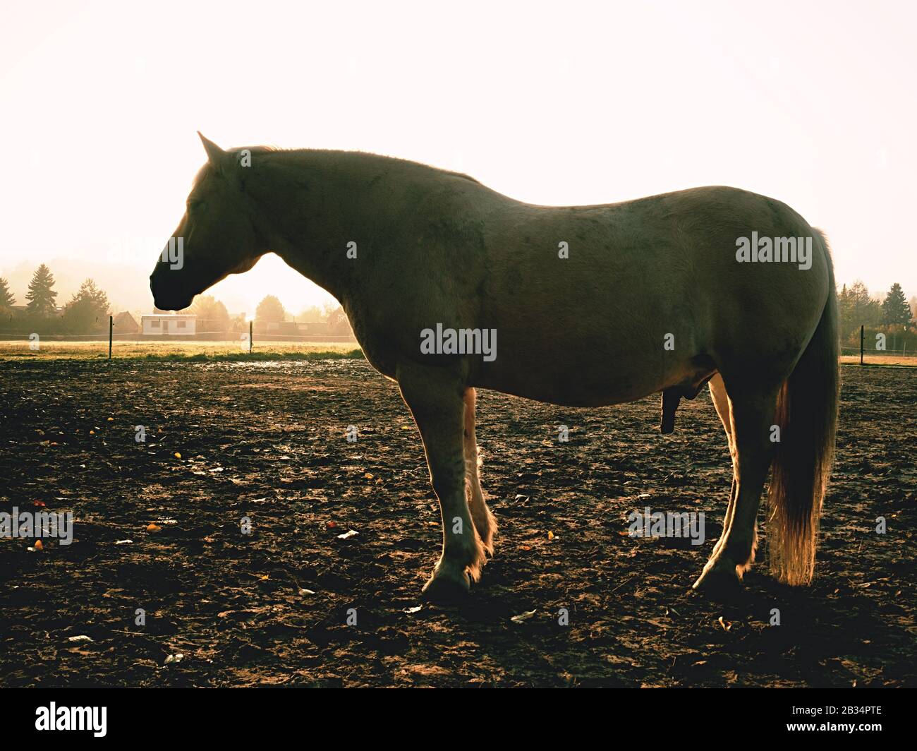 Nice fat horses grazing grass on a mountain meadow. Muddy grassy places ...