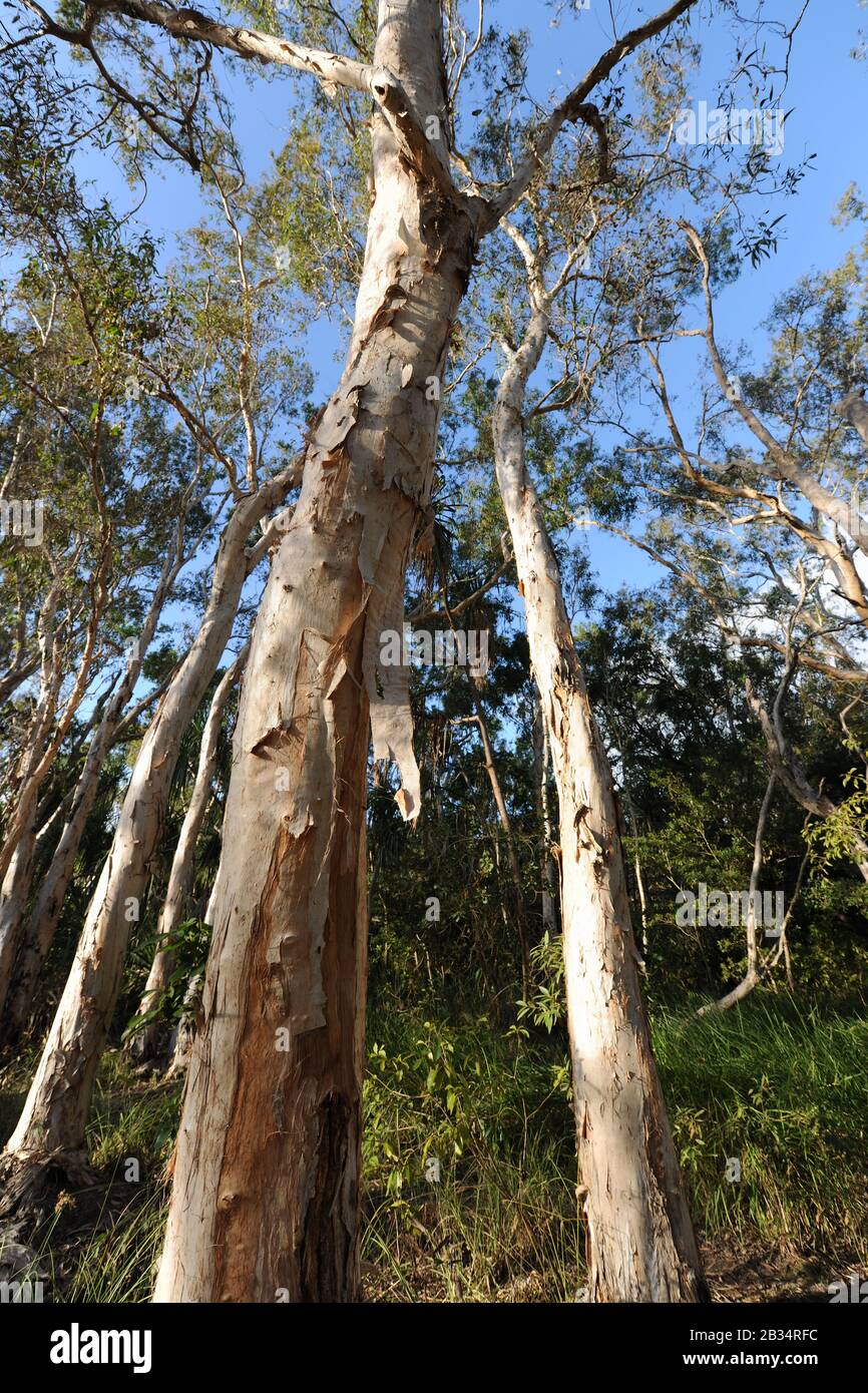 Weeping  Paperbark trees, in the wetlands of Horseshoe Bay Lagoon Conservation Park, Magnetic Island, Queensland, Australia Stock Photo