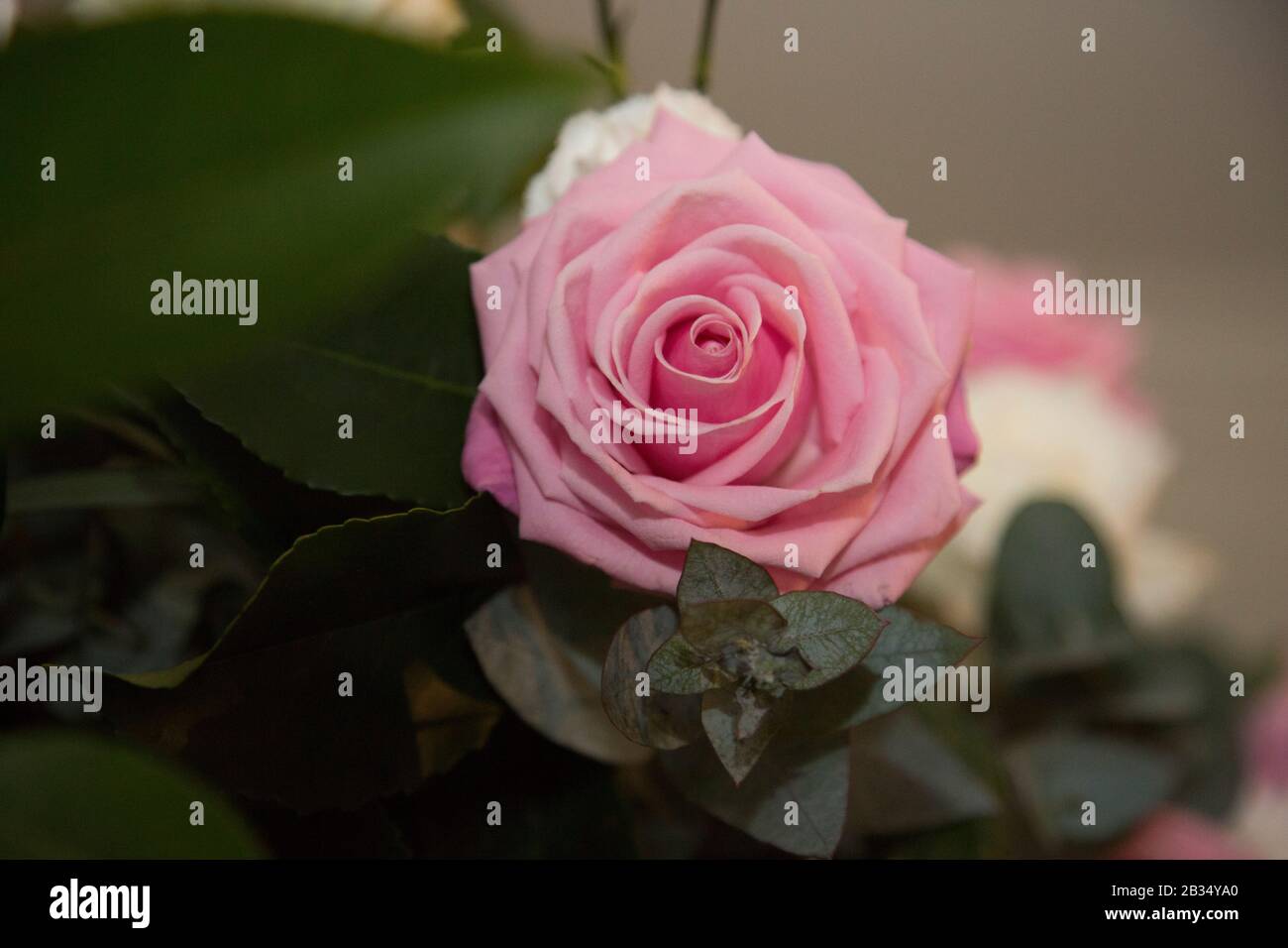 Pink flowers green leaves hi-res stock photography and images - Alamy