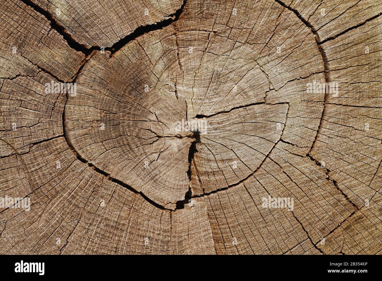 Wood Background: Weathered Oak Tree Cross-Section Closeup Stock Photo