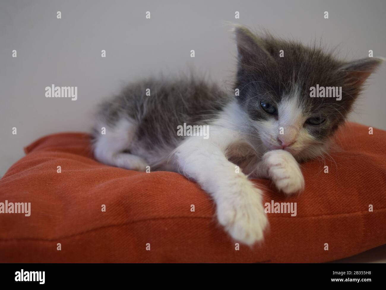 Gato gris y blanco recién nacido Stock Photo
