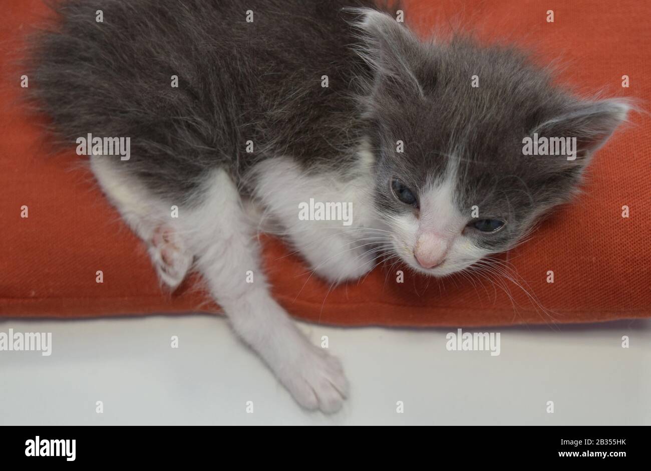 Gato gris y blanco recién nacido Stock Photo