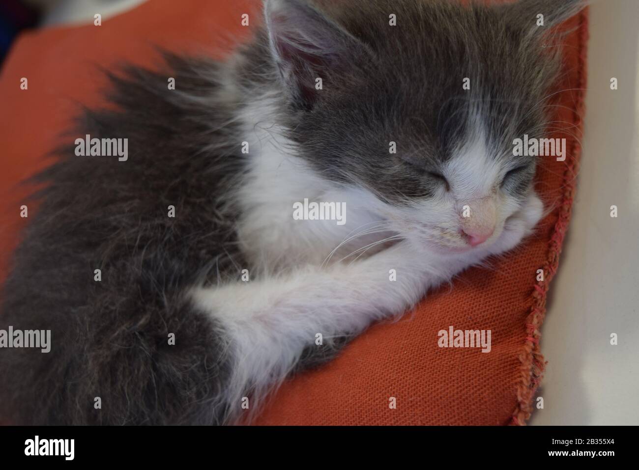 Gato recién nacido Stock Photo