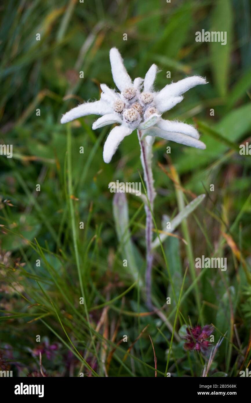 Closeup shot of an Edelweiss flower on a grassy field in a park on a cool day Stock Photo
