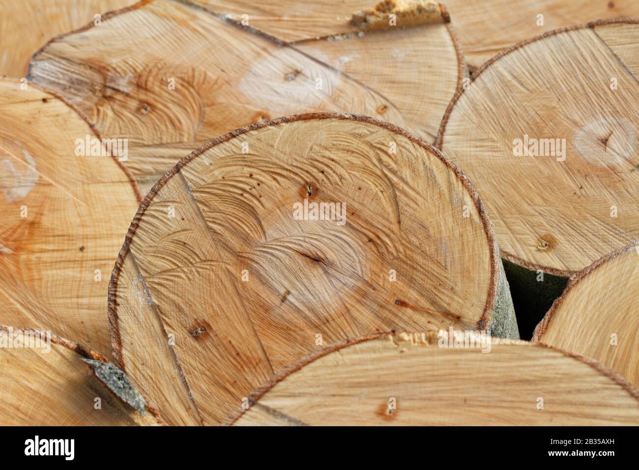 Timber Textures: cross-section details of  freshly felled beech trunks showing some chain saw's cutting marks Stock Photo