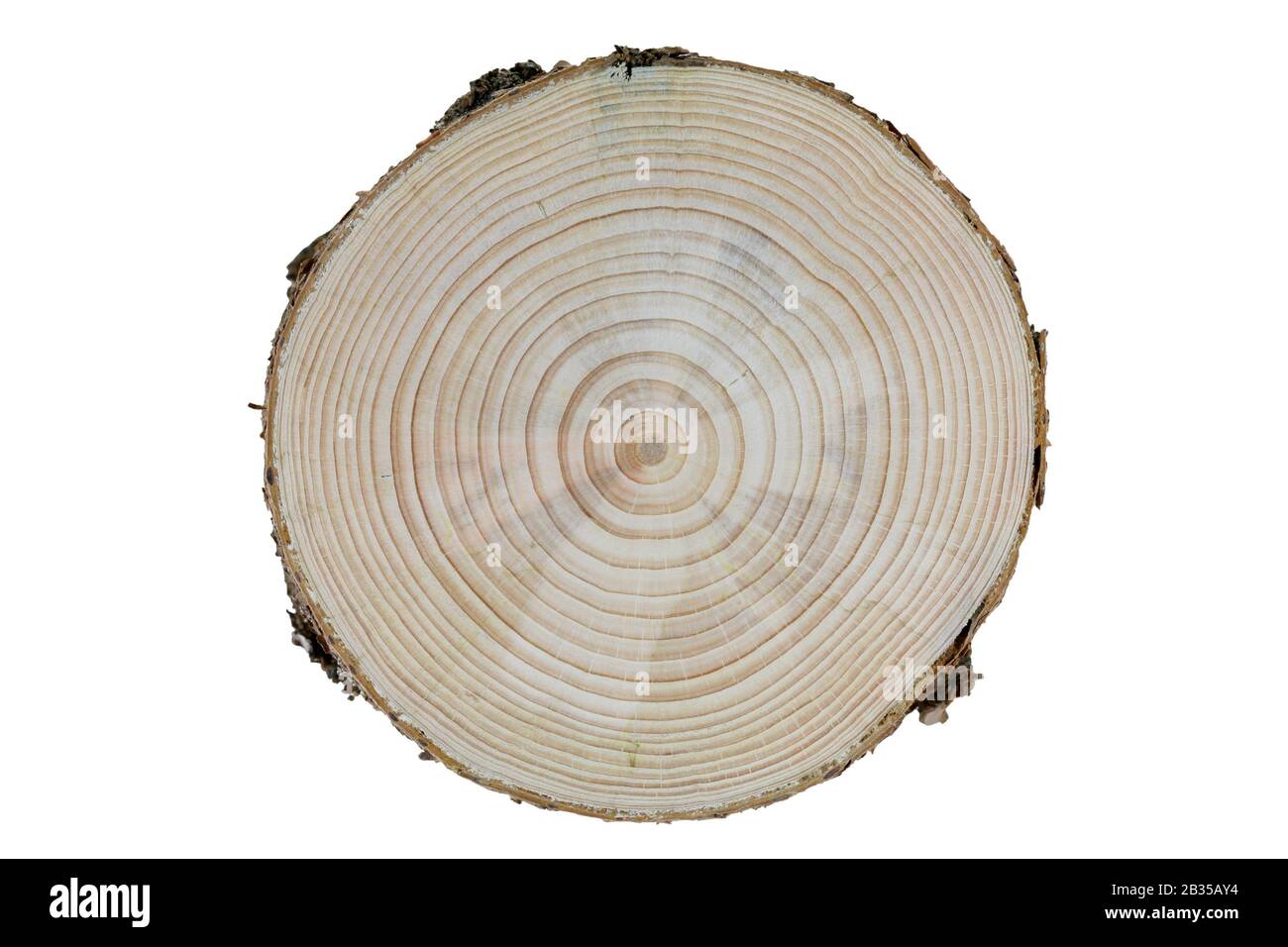 Growth Rings: cross-section of a pine tree trunk with differentiated growth rings Stock Photo
