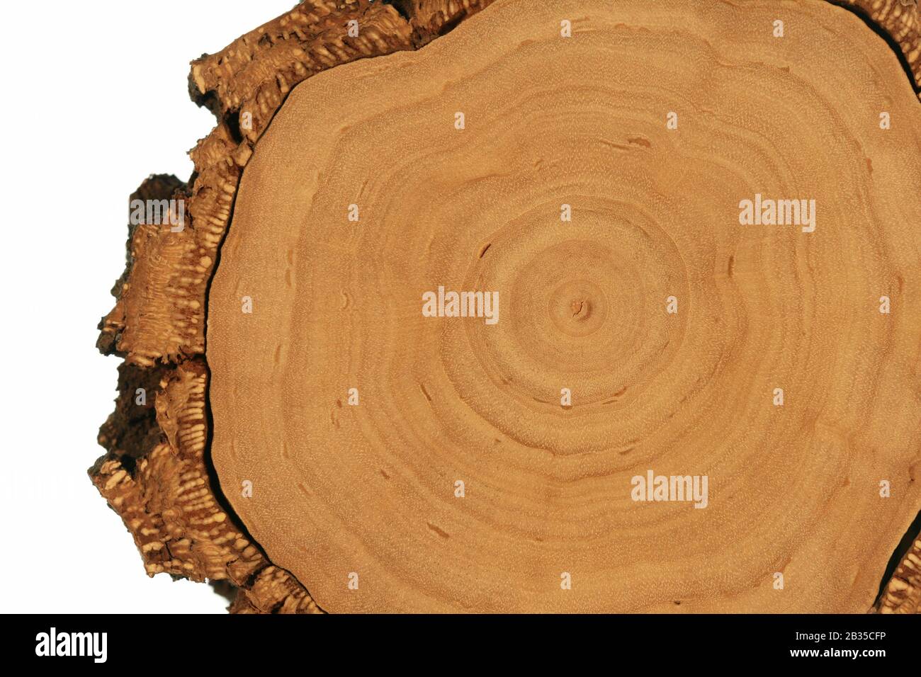 Tree Cross-Section with Thick Bark on White Background Stock Photo