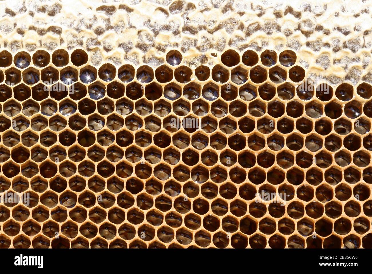 Golden Honey: closeup of fresh mature honey filled in the partly covered cells of a honeycomb Stock Photo