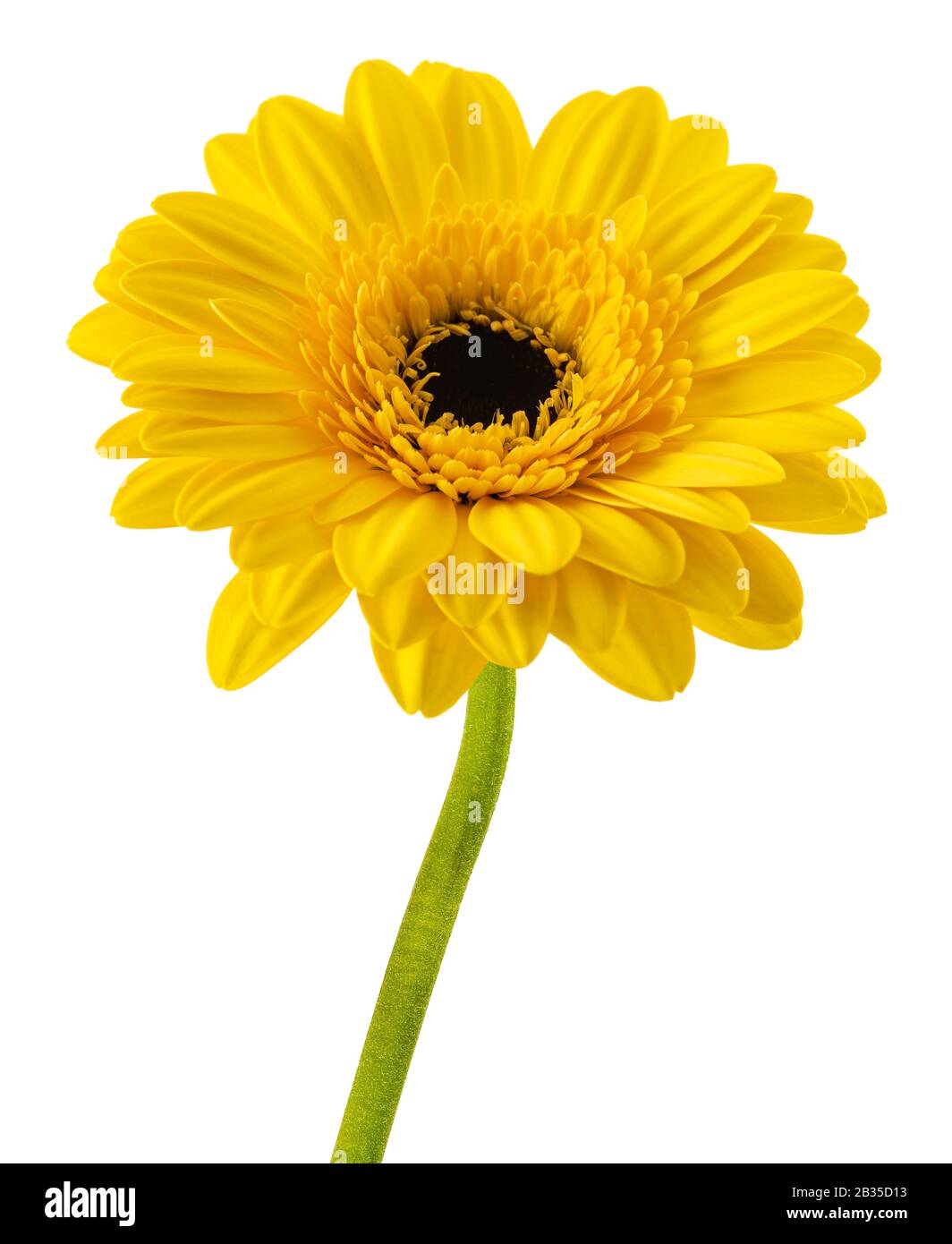 Yellow gerbera flower  isolated on white background Stock Photo