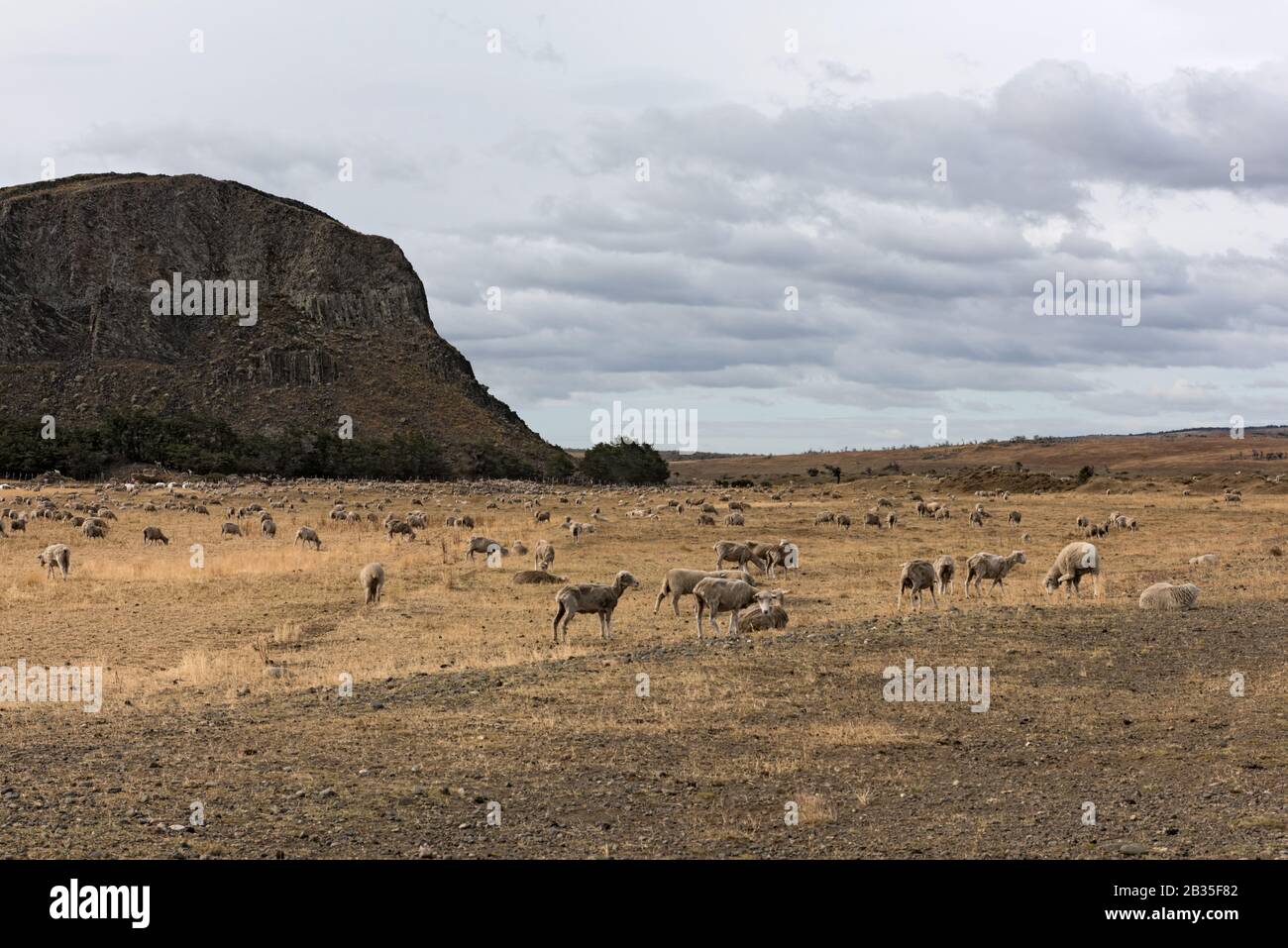 Flock of sheep in a pasture near Puerto Natales in Chile Stock Photo