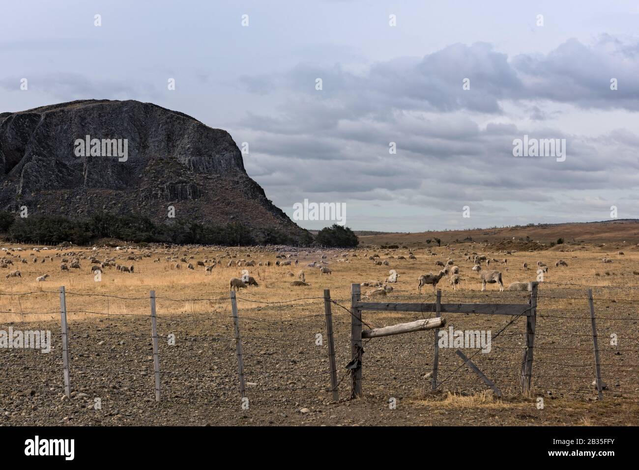 Flock of sheep in a pasture near Puerto Natales in Chile Stock Photo