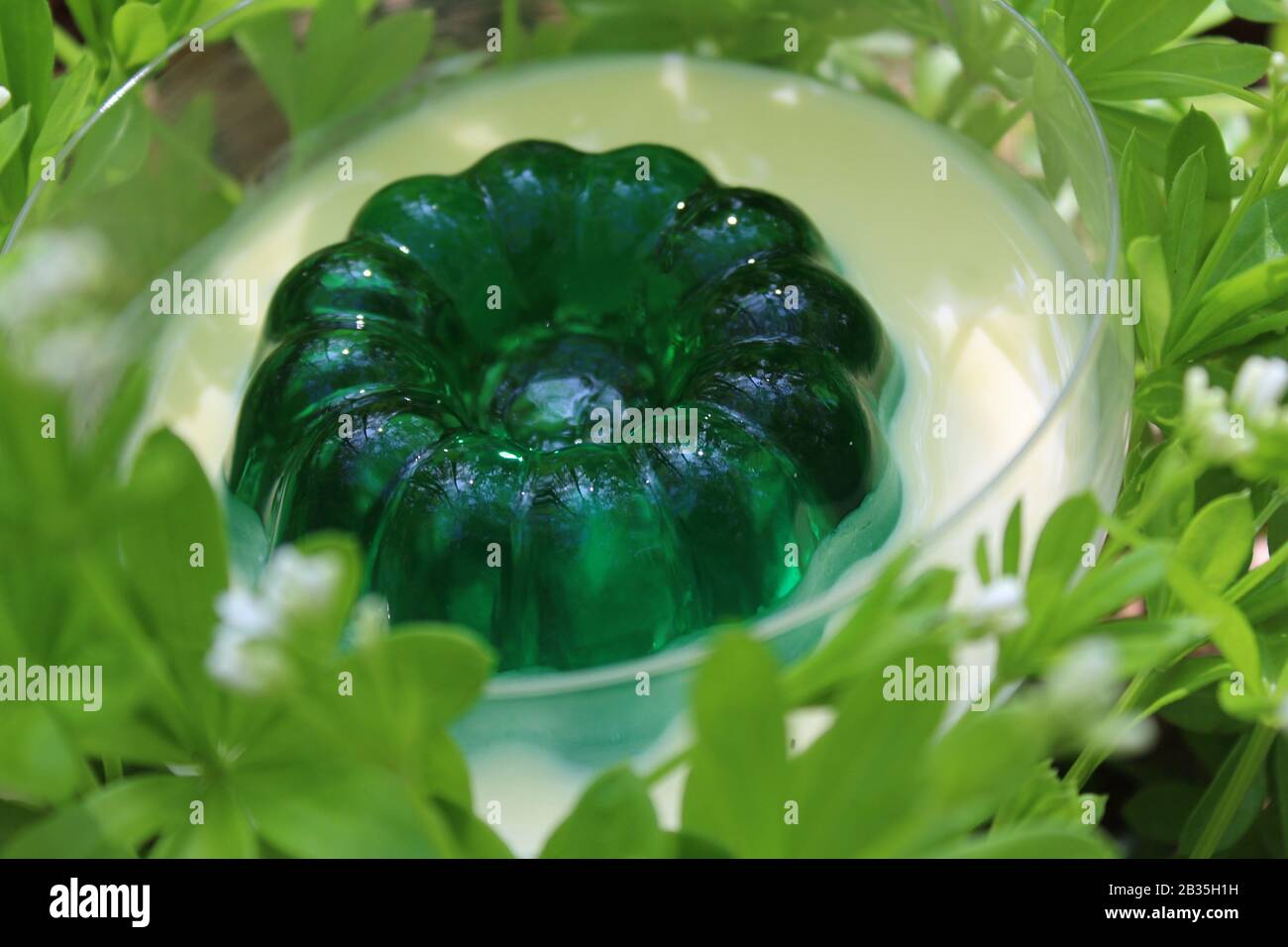 The picture shows woodruff dessert in a woodruff field Stock Photo