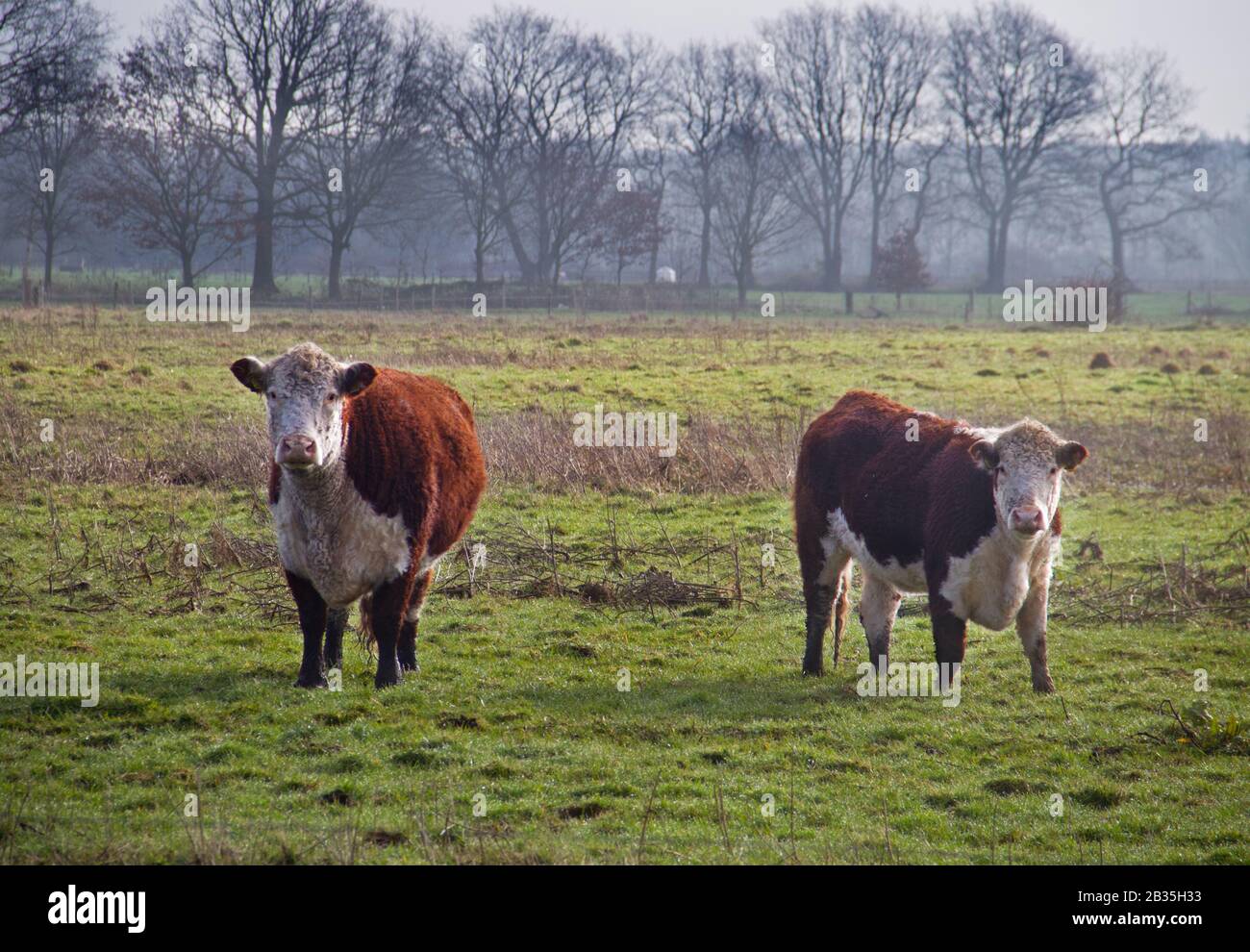 Hereford-cattle grazing in a Dutch nature reserve Stock Photo