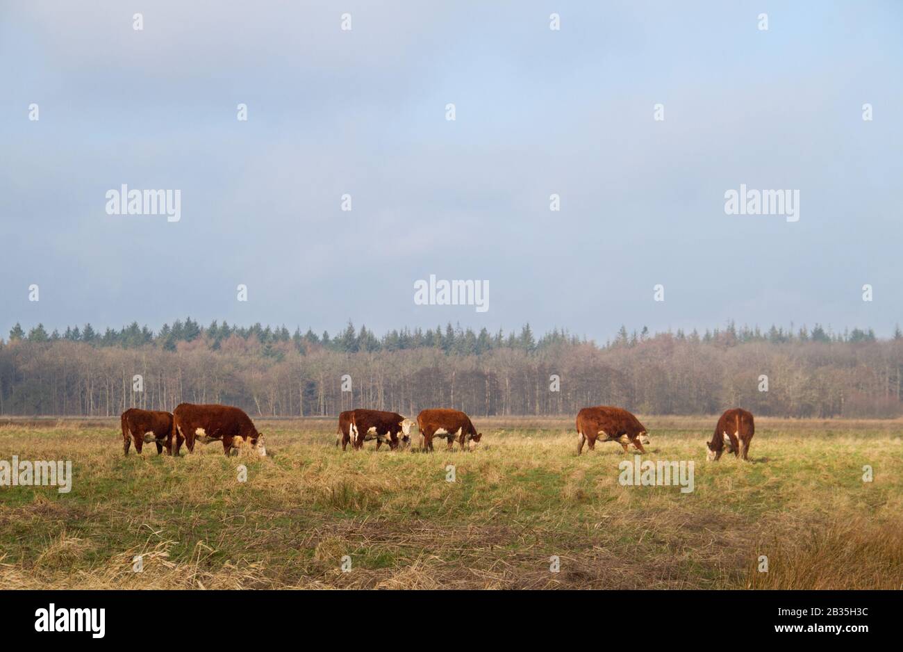 Hereford-cattle grazing in a Dutch nature reserve Stock Photo
