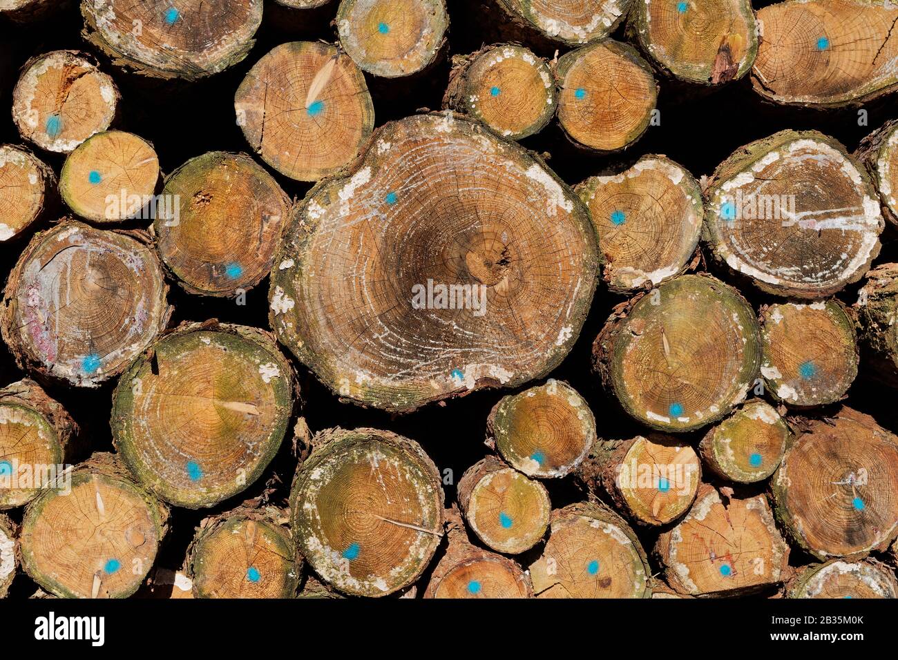 Wooden Background: Pile of Softwood Tree Trunks Closeup View Stock Photo