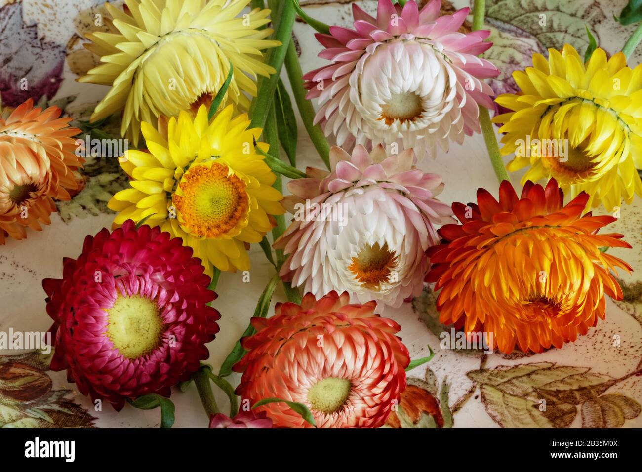 Freshly Cut Strawflowers: closeup view of freshly cut strawflowers with different forms and colours Stock Photo