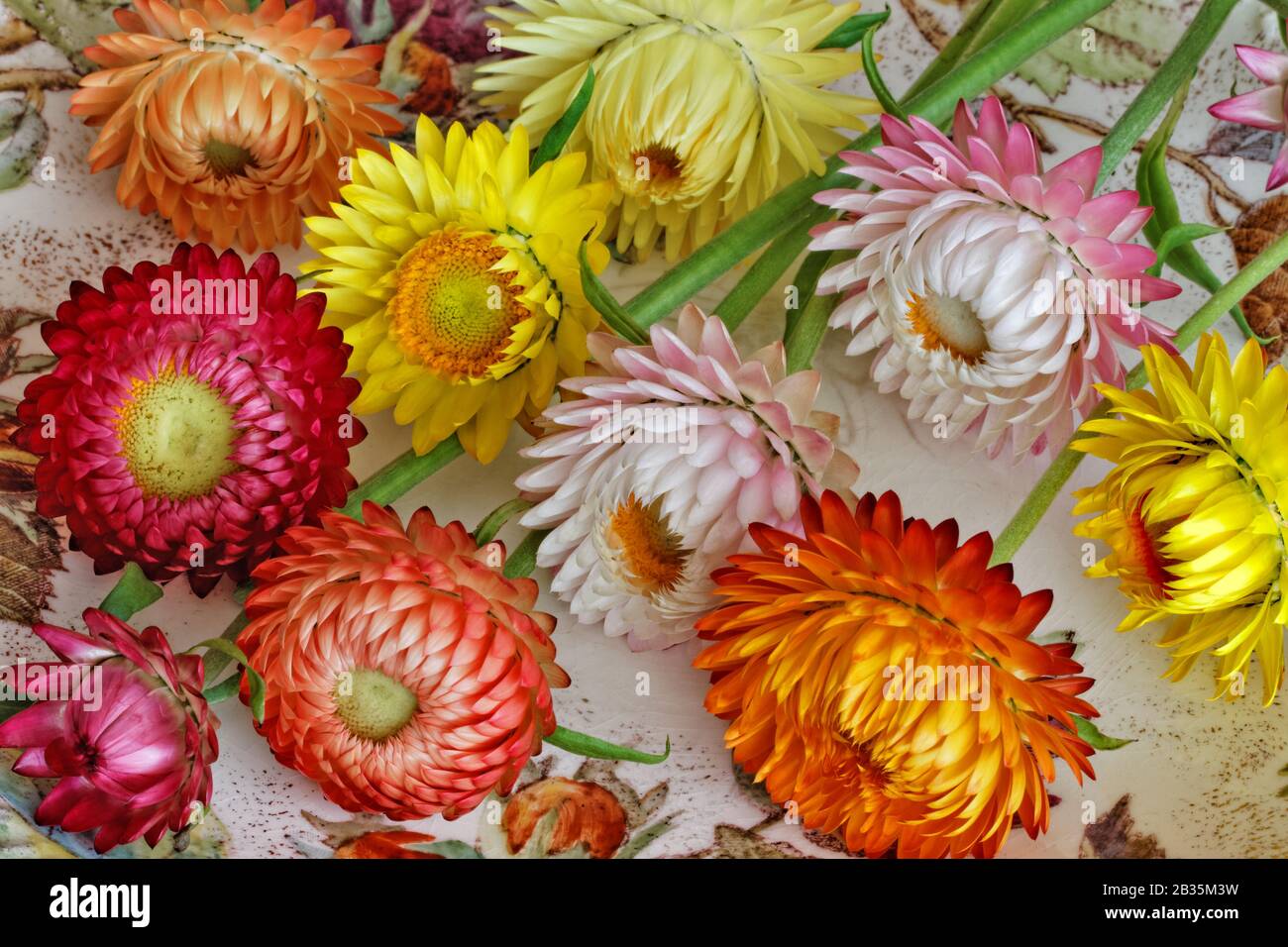 Colourful Straw Flowers Arrangement: selection of various strawflowers with different colours and forms Stock Photo