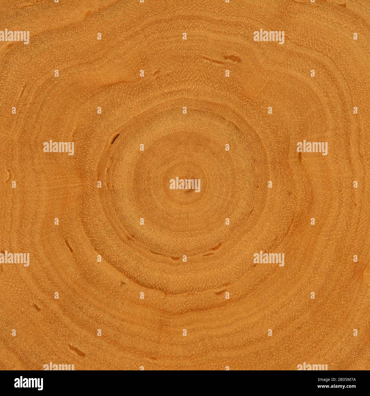 Growth Rings - Wooden Background: tree cross-section with differentiated growth rings Stock Photo