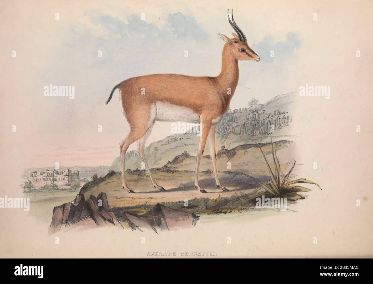Antelope From the book Zoologia typica; or, Figures of new and rare animals and birds described in the proceedings, or exhibited in the collections of the Zoological Society of London. By Fraser, Louis. Zoological Society of London. Published by the author in London, March 1847 Stock Photo