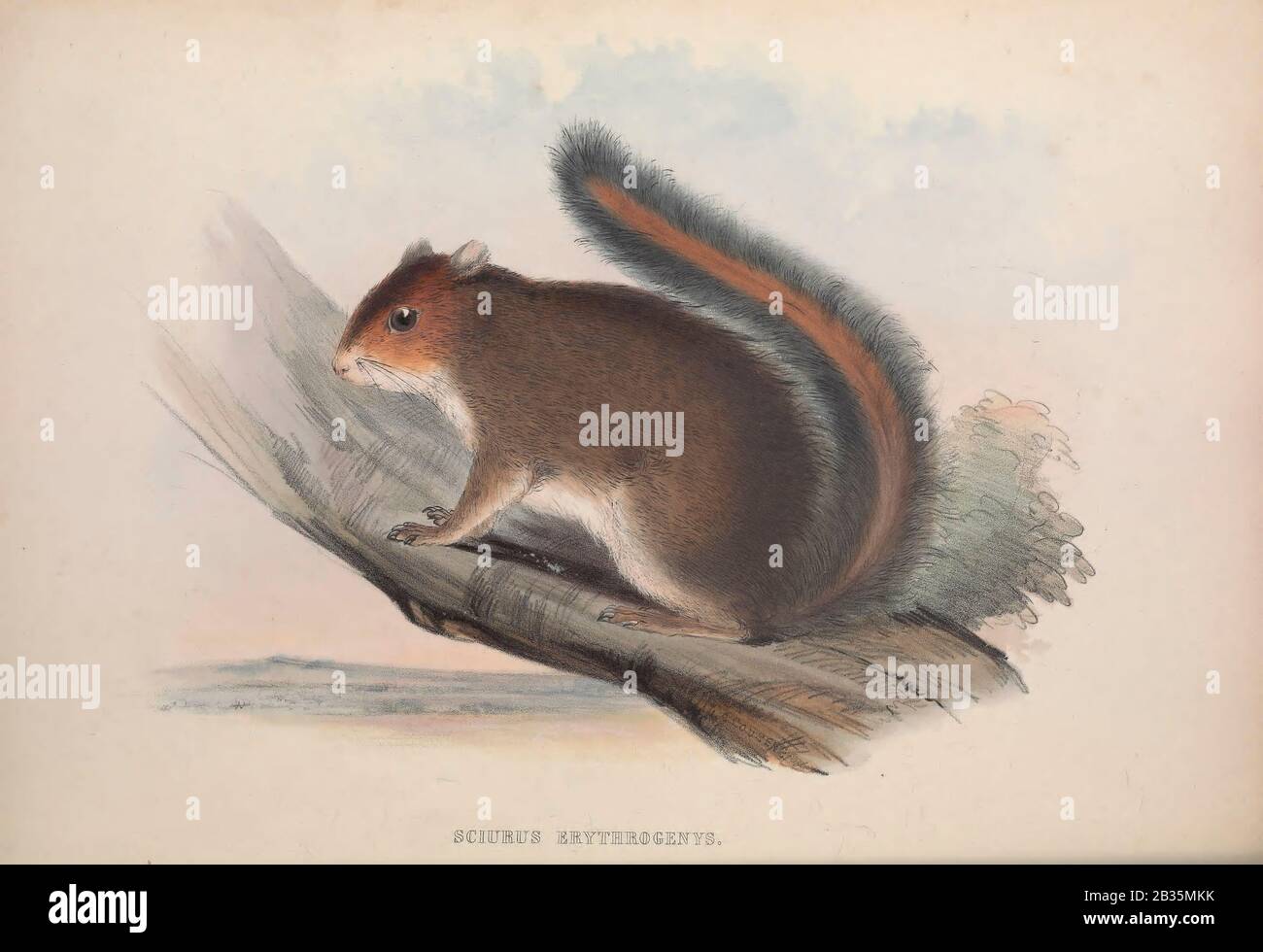 Squirrel From the book Zoologia typica; or, Figures of new and rare animals and birds described in the proceedings, or exhibited in the collections of the Zoological Society of London. By Fraser, Louis. Zoological Society of London. Published by the author in London, March 1847 Stock Photo