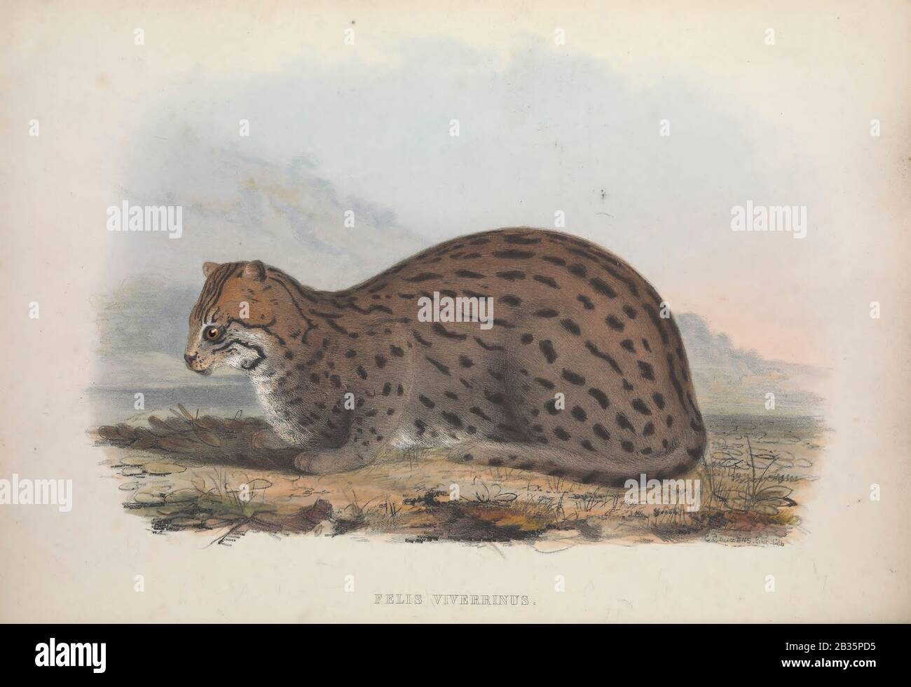 fishing cat (Prionailurus viverrinus) From the book Zoologia typica; or,  Figures of new and rare animals and birds described in the proceedings, or  exhibited in the collections of the Zoological Society of