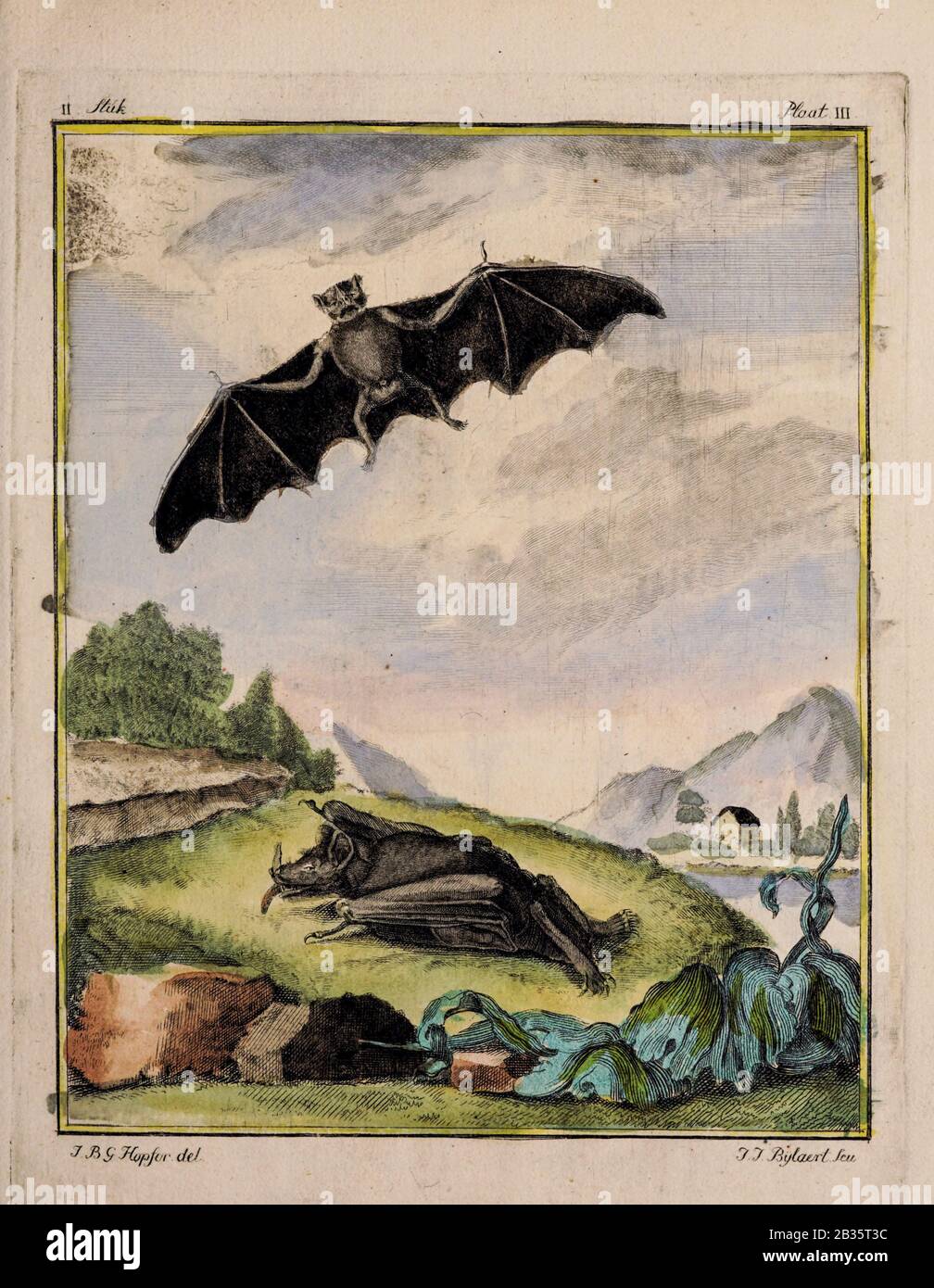 Vampire in flight Actualy a Bat from a zoology study of animals 'Dierkundige beschouwingen, eeniger soorten van zeldzame dieren, door naauwkeurige beschryvingen, afbeeldingen en verhandelingen opgeheldert' by Pallas, Peter Simon, Printed in Rotterdam in 1770 Stock Photo