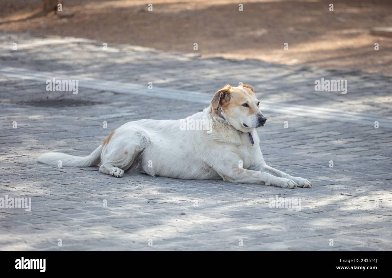 An abandoned white dog is getting rest on an old stone paved footpath, Athens, Greece. Stock Photo