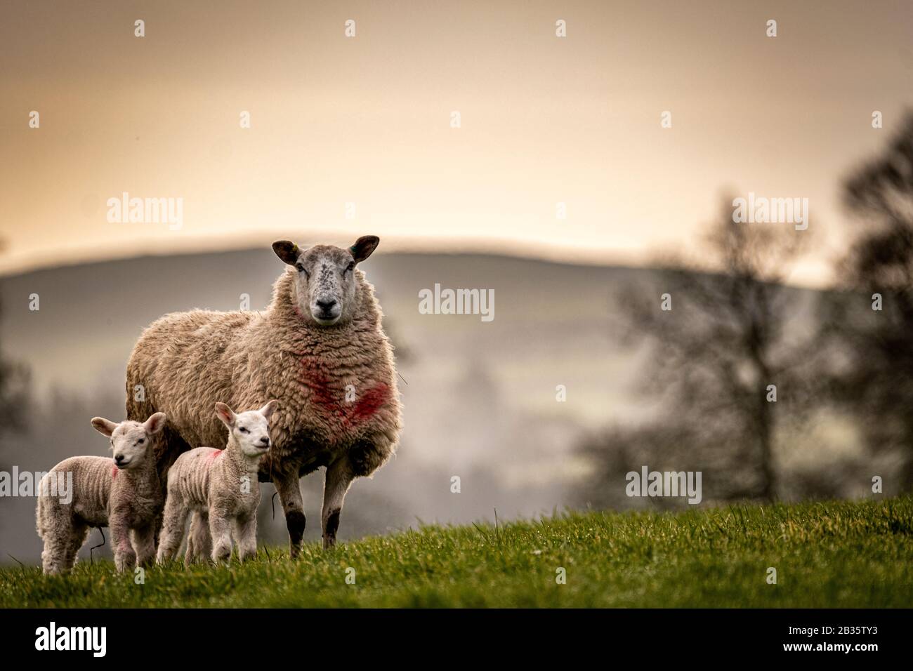 Early spring lambs in the fields above Spark Bridge on the edge of the Lake District.  Fujifilm X-T3, Fujinon 100-400 f4.0-5.6 @ 400mm, f=5.6, 1/320th Stock Photo