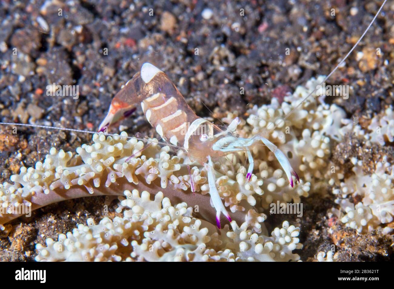 Commensal shrimp, Lembeh Strait,Indonesia Stock Photo