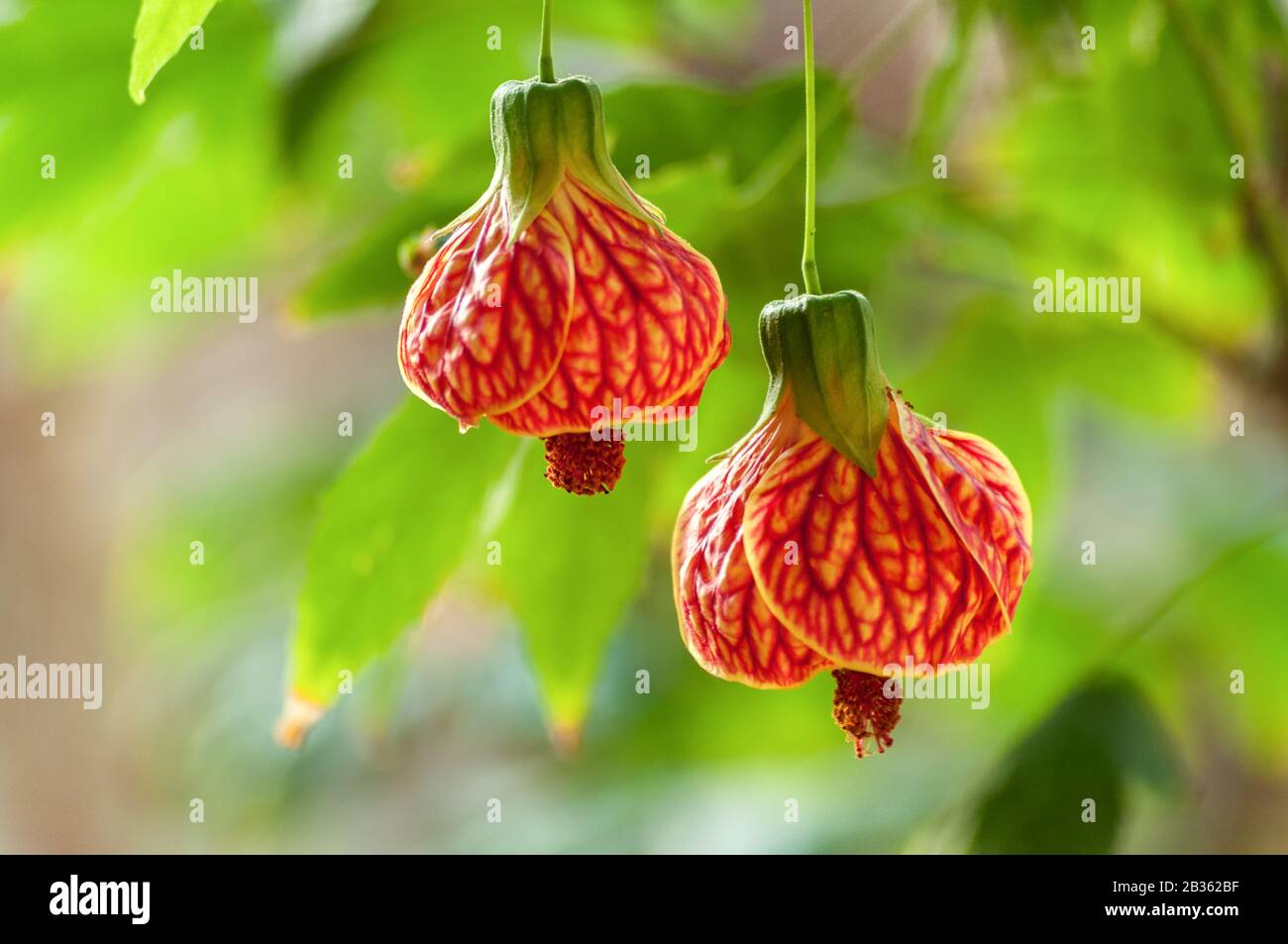 Two red vein indian mallows growing beautifully in a cuban garden. Stock Photo