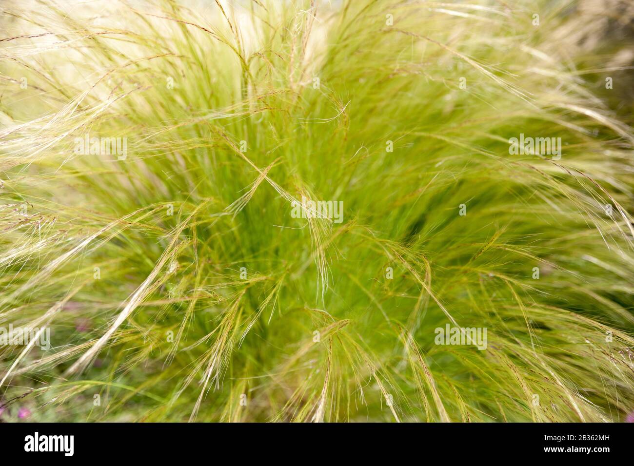Detail of green ornamental grasses Stock Photo