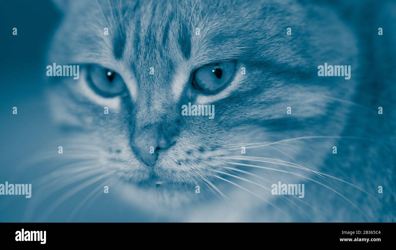 Blue cat face closeup. Cheshire Cat portrait. Stock Photo