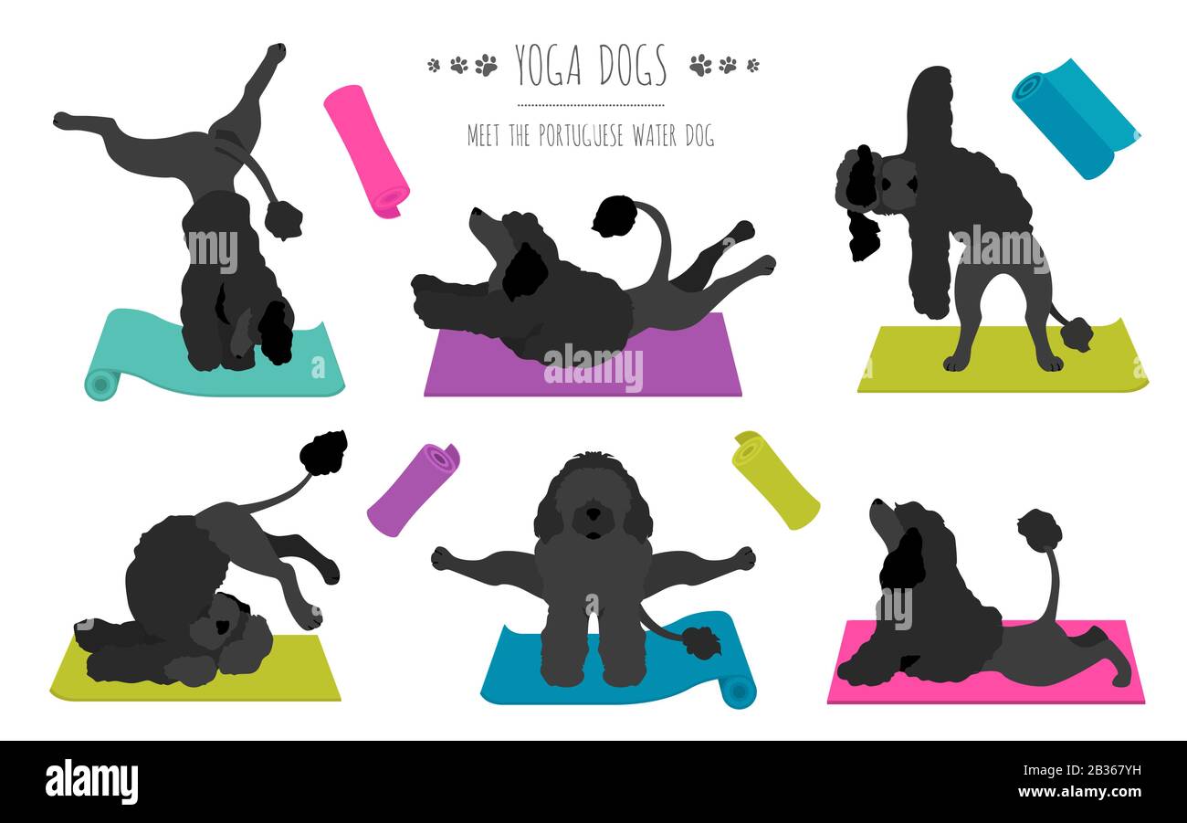 Yoga dogs poses and exercises poster design. Portuguese water dog