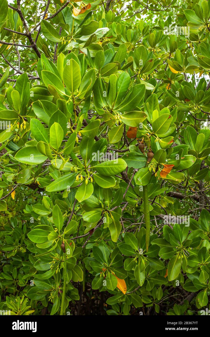 Inside mangrove forest (Kenya) Stock Photo