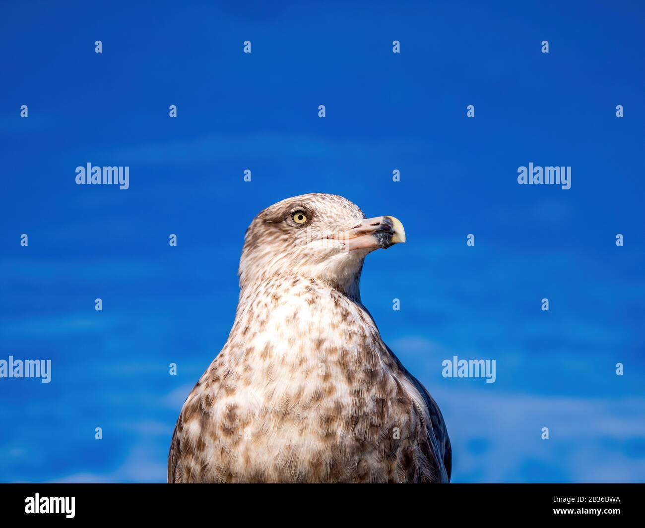 seagull closeup from below in bright blue sky Stock Photo