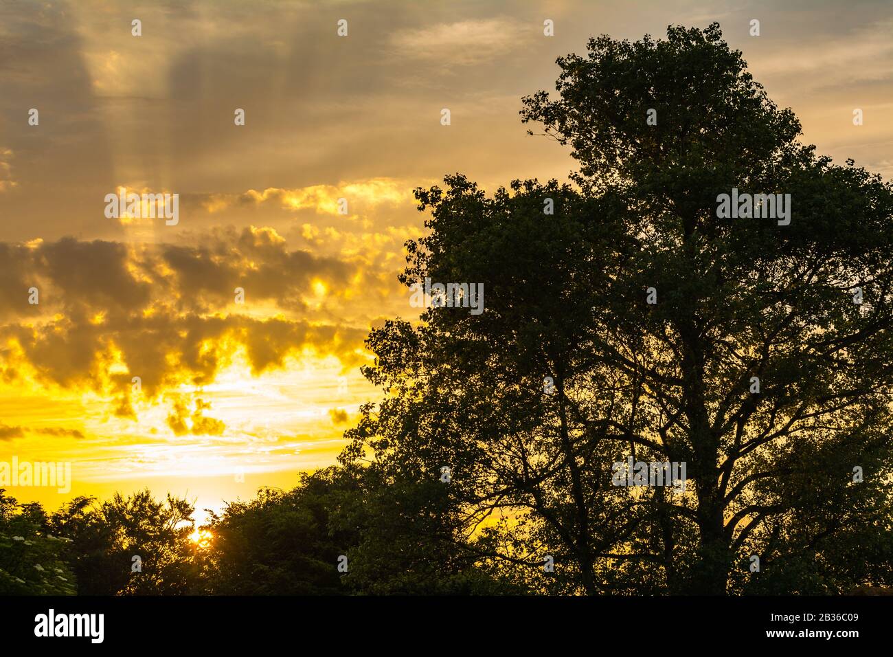Sunrise through a tree. Sun rising through trees in Summer in the UK. Stock Photo