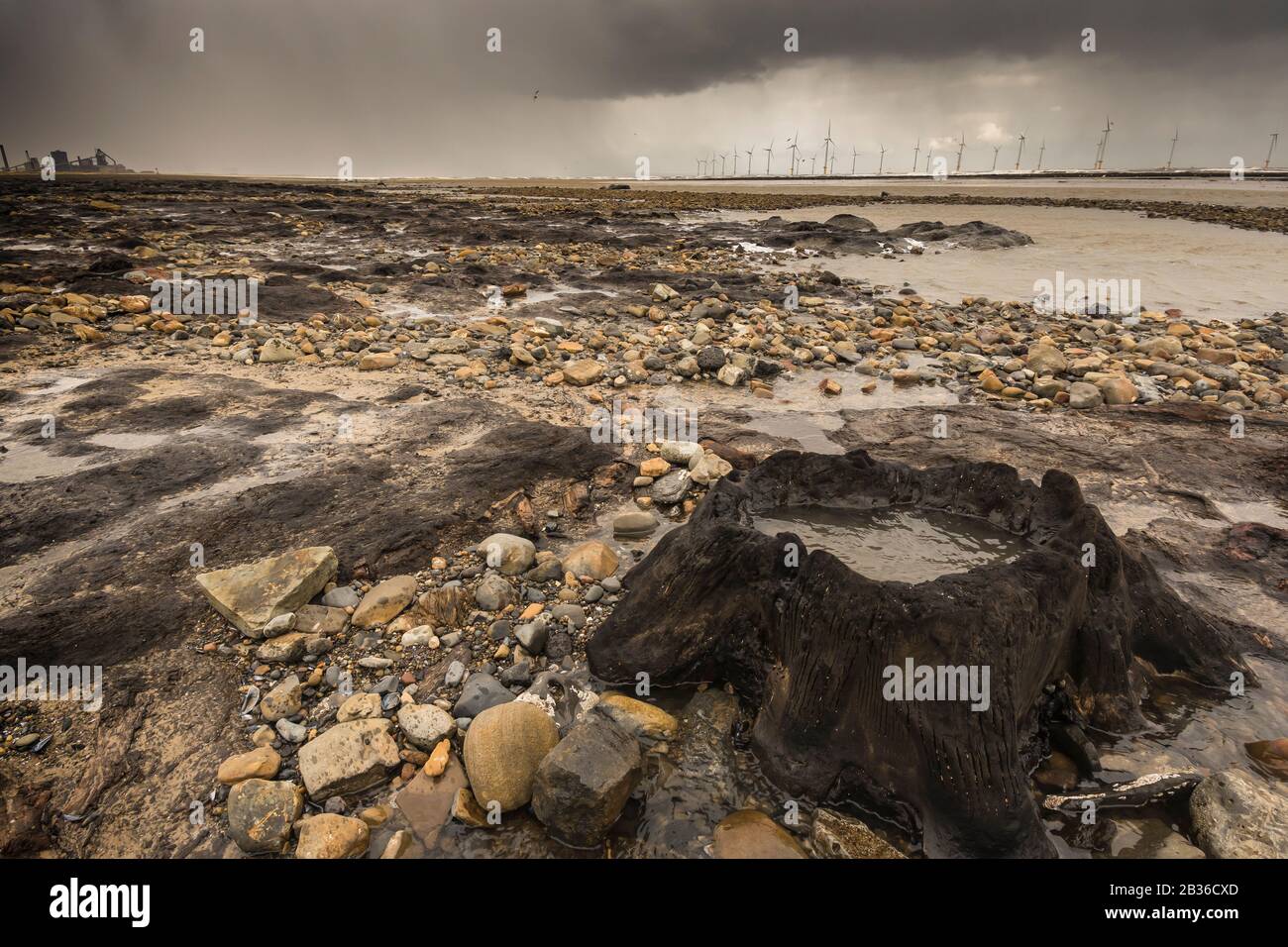 A petrified forest seen at low tide Stock Photo