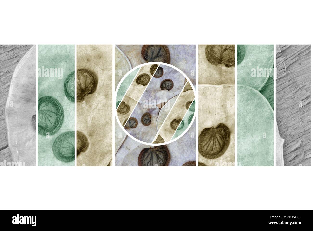 Honesty Patterns Abstract pattern of Honesty seeds Stock Photo - Alamy