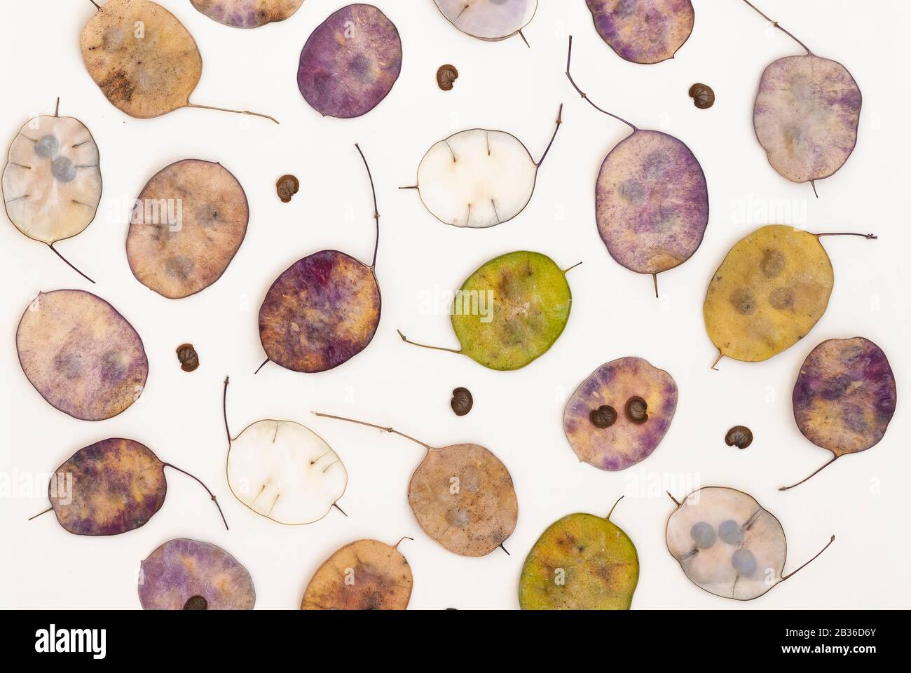 Honesty Patterns Pattern of Honesty seeds on white background Stock Photo - Alamy