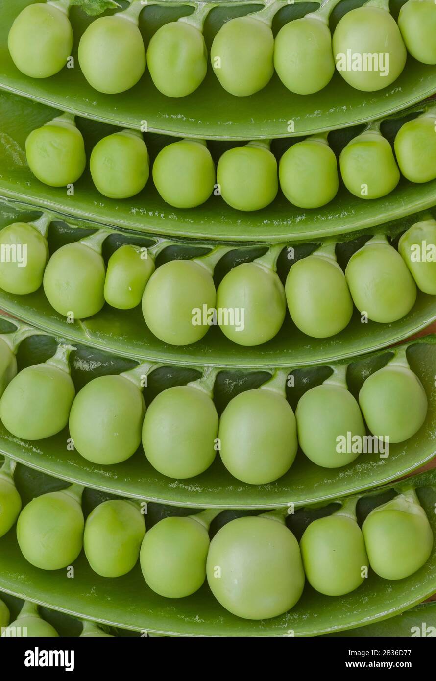Pattern of fresh peas in pods Stock Photo