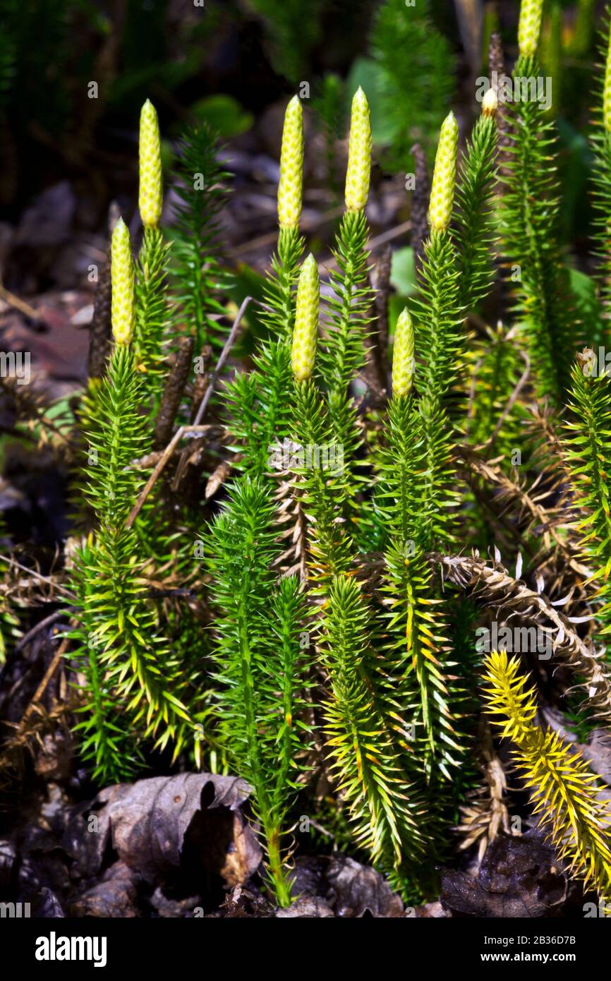 Stiff Clubmoss, Lycopodium annotinum, growing in a conifer forest in Pennsylvania's Pocono Mountains. Stock Photo